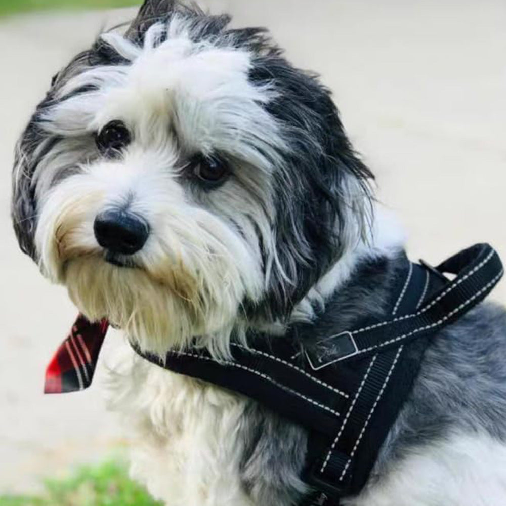 Breathable Mesh Padded Dog Harness No-Pull Vest-Black