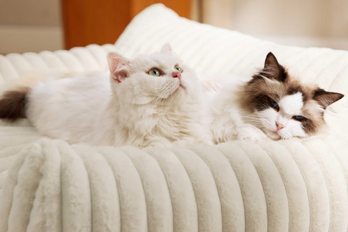 Cat Couch Bed Fluffy Pet Sofa with Removable Washable Cover Non-Slip Bottom -White