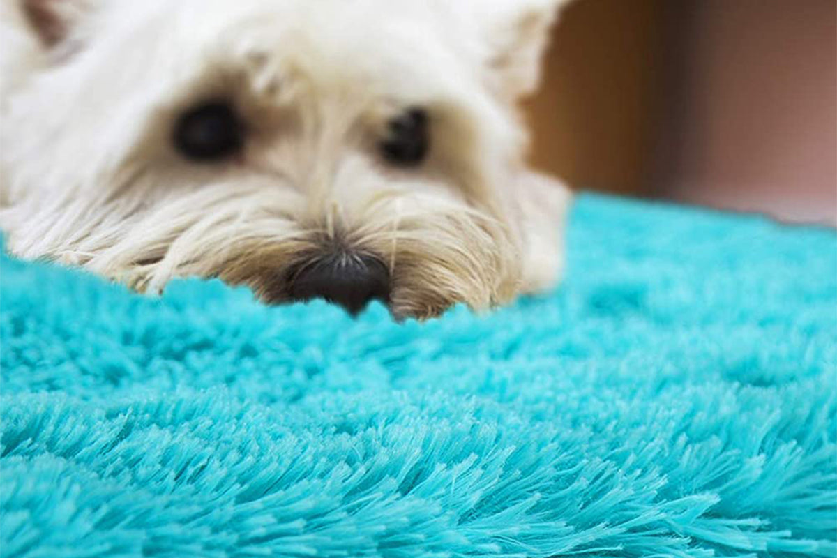 Soft Modern Indoor Shaggy Rug for Bedroom Livingroom Dorm Decor-Blue