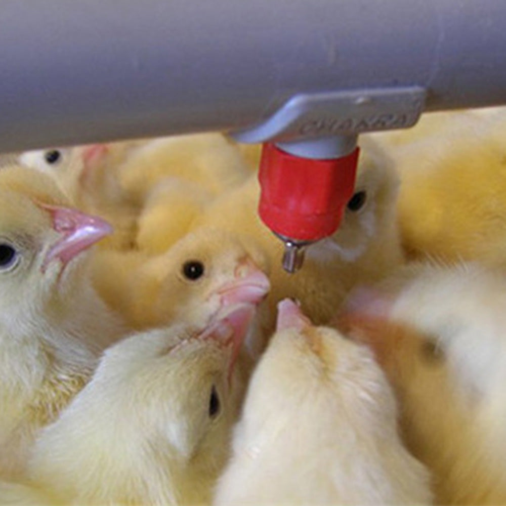 20Pcs Set Poultry Automatic Water Nipple Valves Auto Drinker Waterer Feeder for Chicken Duck Bird