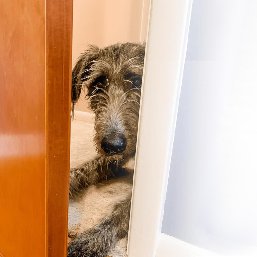 Stretchable Door Prop for Cats Cat Door Latch Holder Dog Proof Door Stopper