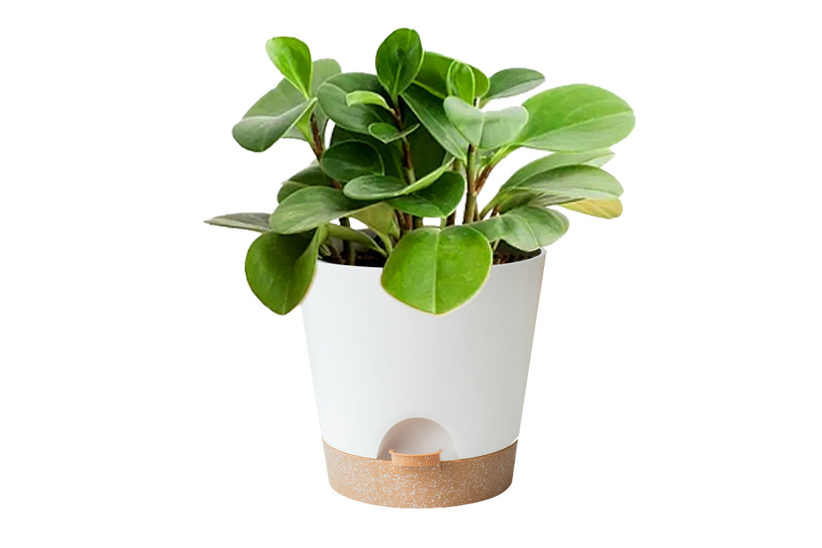 6Pcs Plastic Plant Flower Pots Self Watering Planters Sets-White