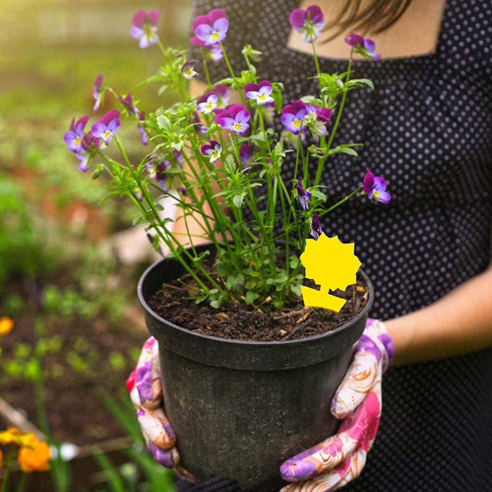 20 x Butterfly Shape and Flower Shape Sticky Trap Insect Killer with 4pcs Holder