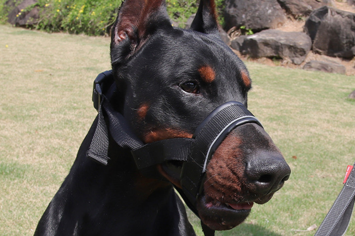 Adjustable Dog Head Collar with Padded Nose Loop for Training