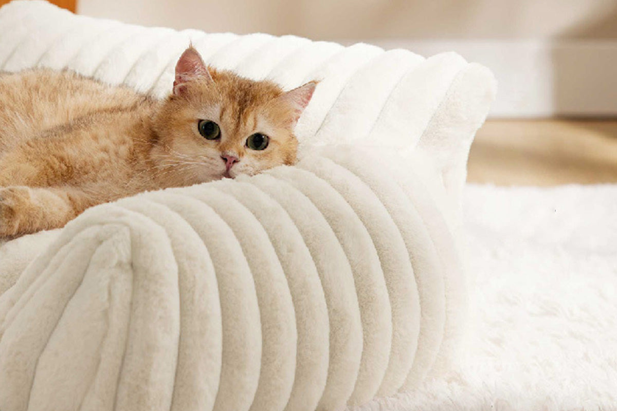 Cat Couch Bed Fluffy Pet Sofa with Removable Washable Cover Non-Slip Bottom -White