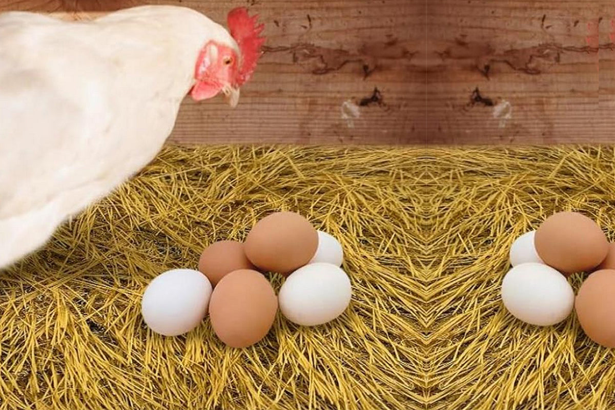 6Pcs Chicken Nesting Pads Artificial Grass Rug Carpet Washable Chicken Coop Bedding