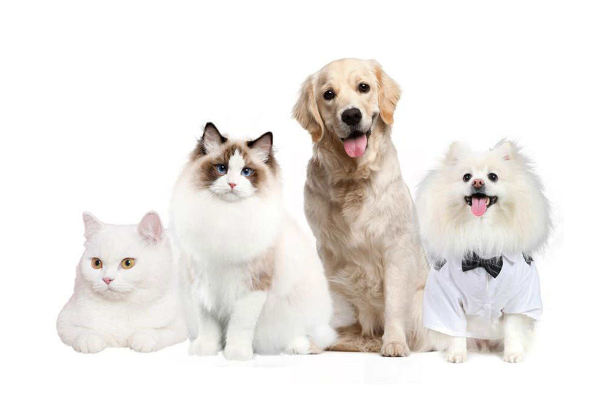 Stainless Steel Pet Feeder Bowl Dog Slow Food Bowl