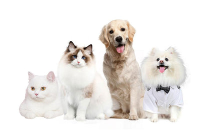 Stainless Steel Pet Feeder Bowl Dog Slow Food Bowl