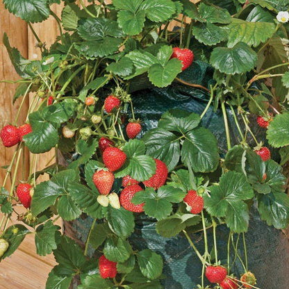 3 Pcs Reusable Durable Hanging Strawberry Grow Bag Green