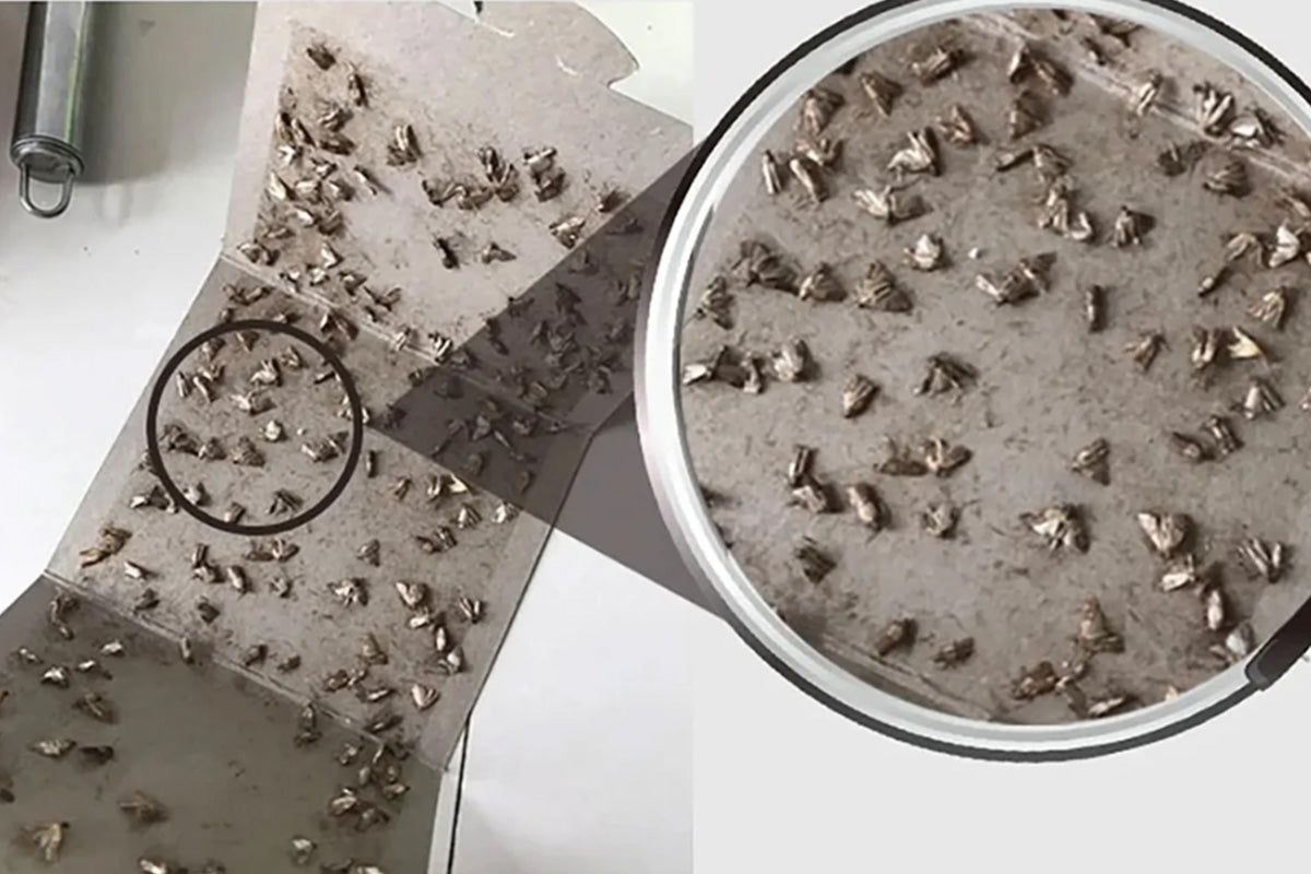 8Pcs Moth Traps Pheromone Glue Boards for Clothes Pantry Moths