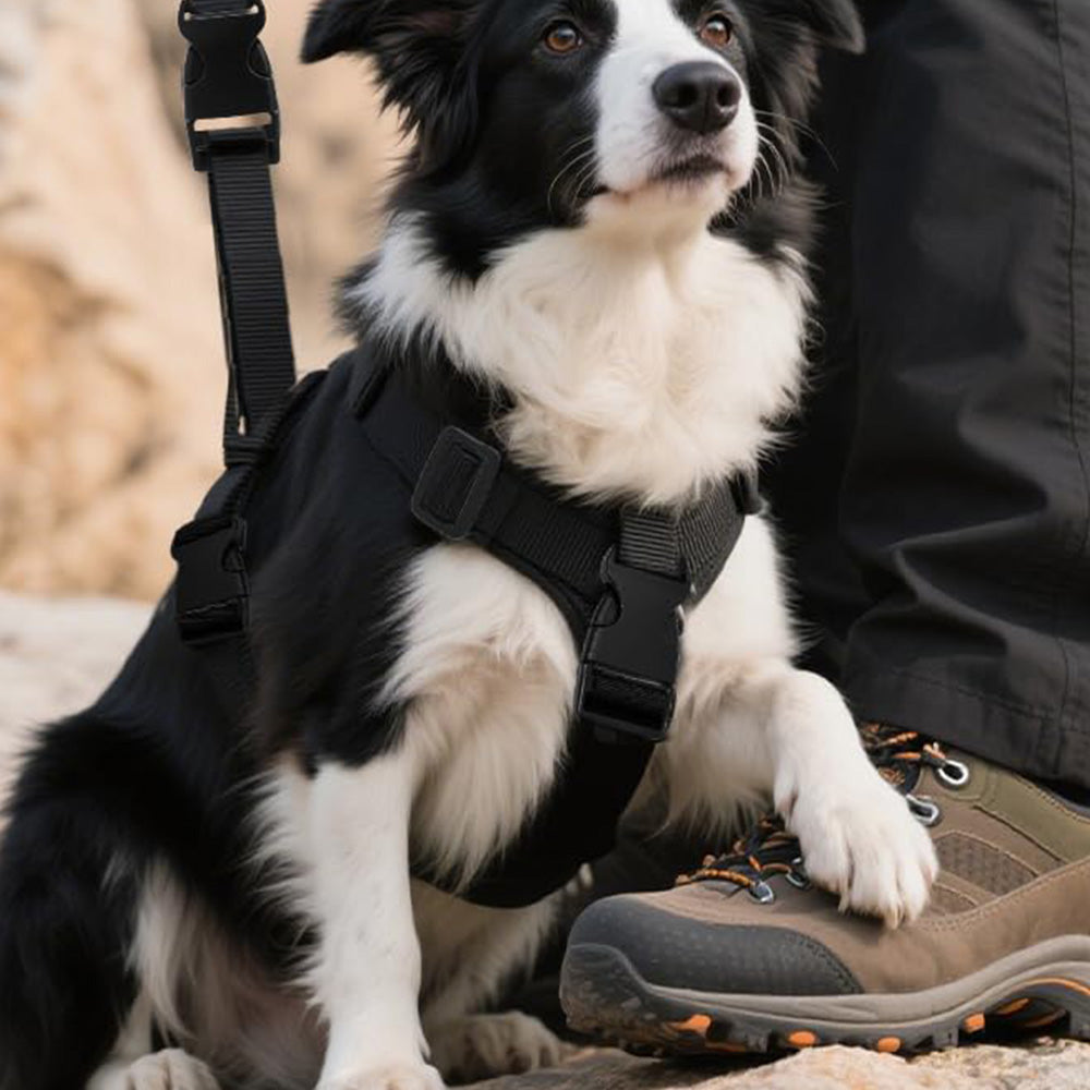31Pcs Buckle and Strap Kit Nylon Strap with Triglide Clips for Backpack Dog Collar