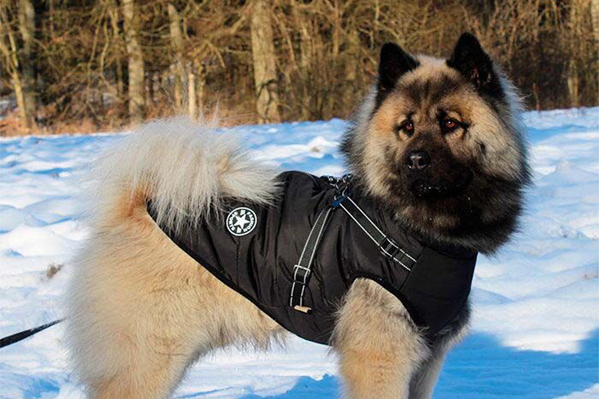 Dog Coat With Harness Winter Waterproof Reflective Warm Dog Coat-Black