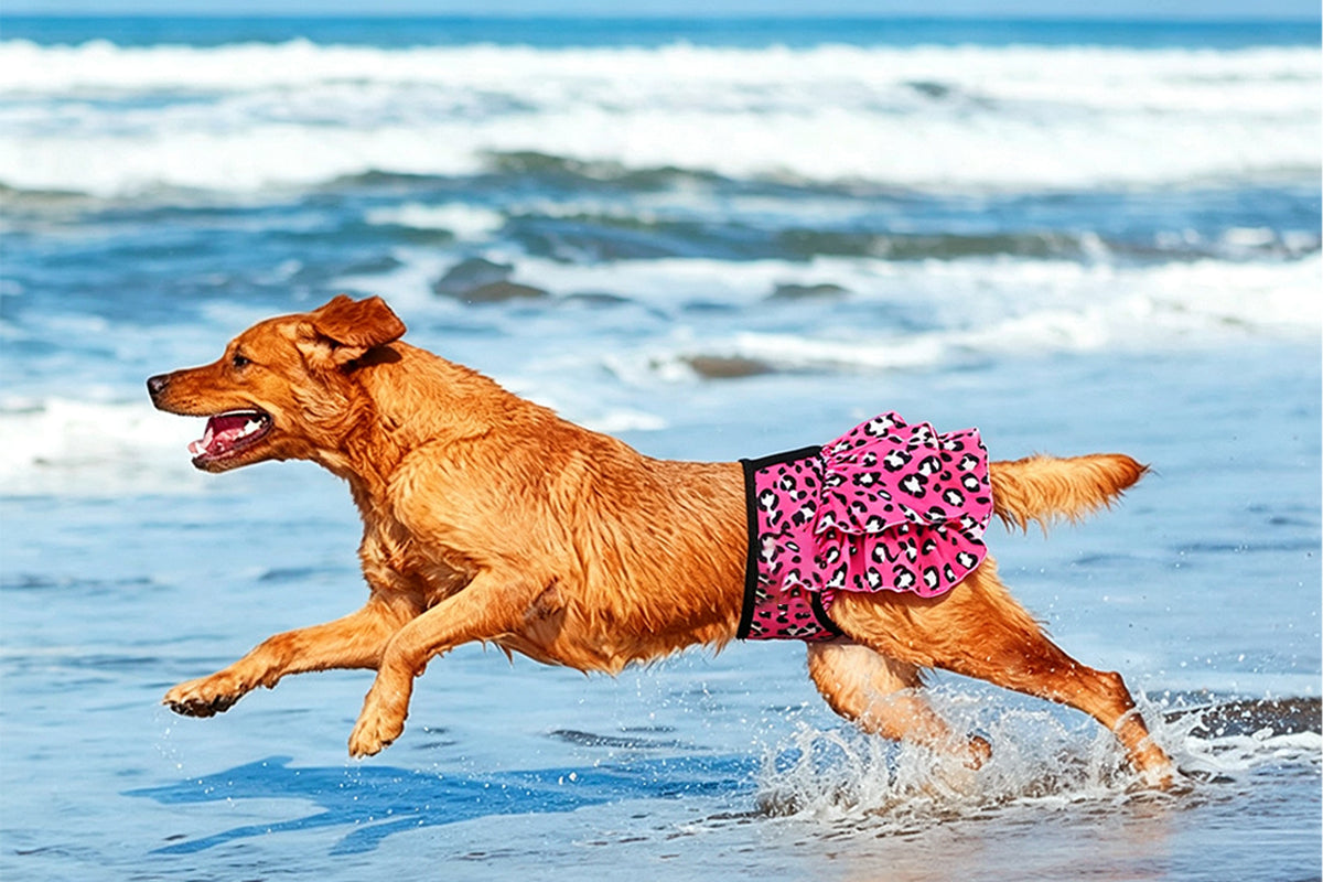 4Pcs Washable Reusable Female Dog Diapers