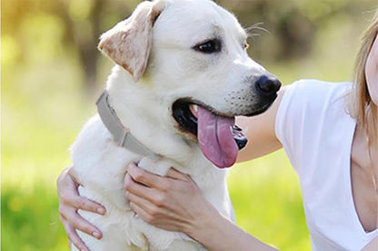 4Pcs Set Calming Collar for Dogs Dog Pheromone Calm Collars Relief Anxiety-Grey