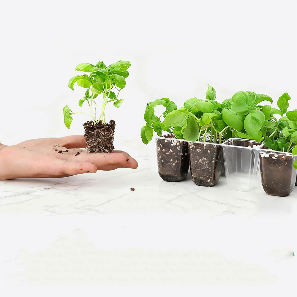 5Pcs Seed Trays 12 Cells Seed Starter Kit for Seeds Growing Starting
