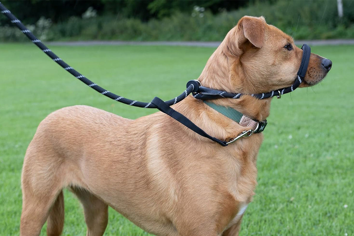 Black Dog Lead with Padded Nose Loop Anti-Pull Training Leash for Medium and Large Dogs