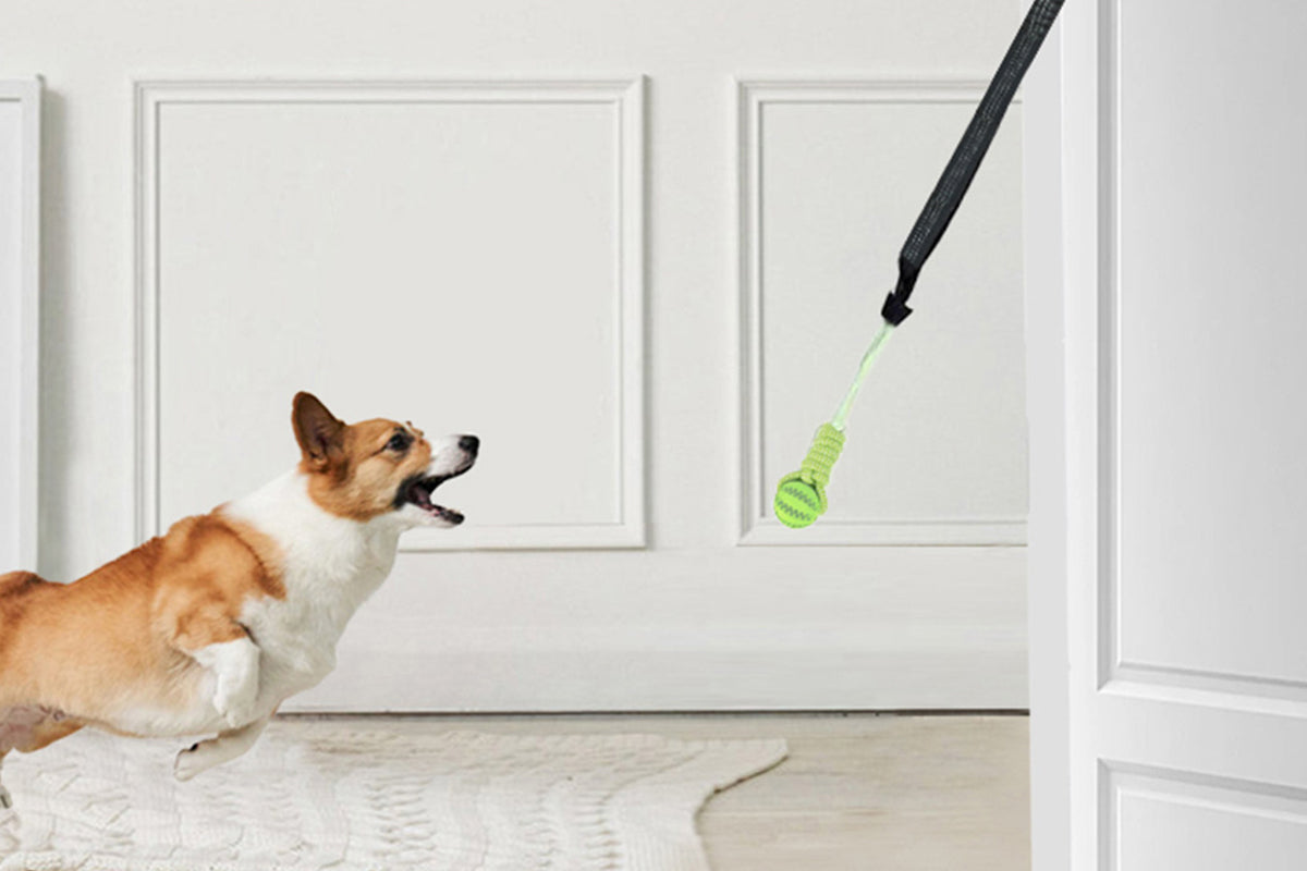 Interactive Dog Rope Toy with Elastic Bungee and Chew Ball for Indoor Outdoor Play-Blue