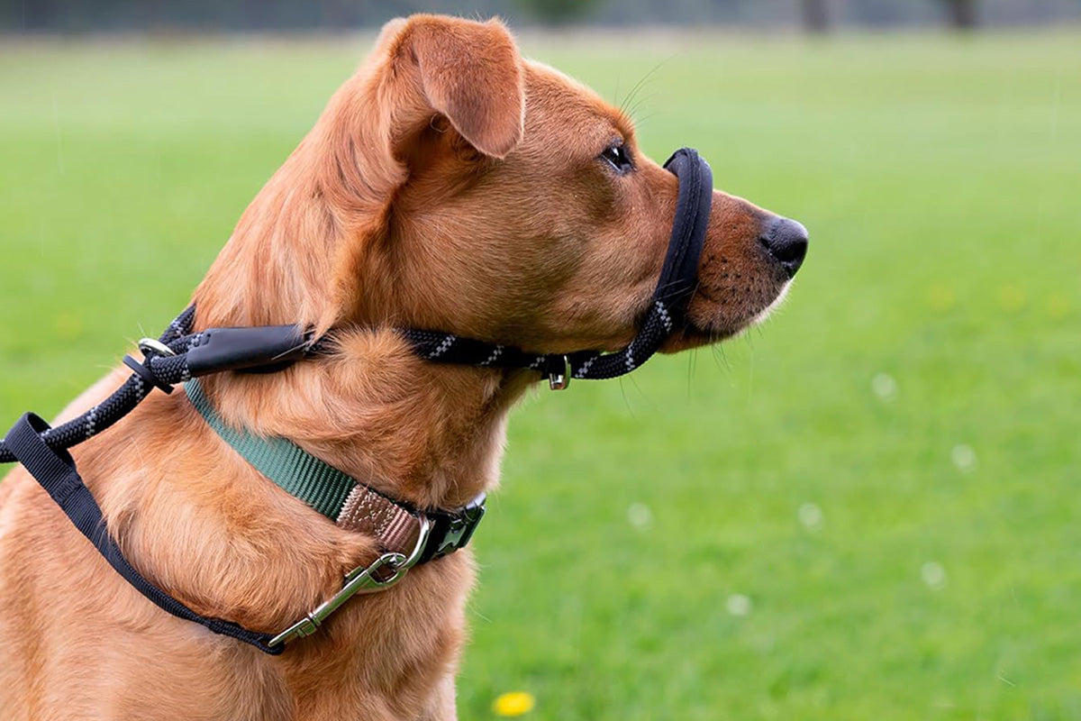 Black Dog Lead with Padded Nose Loop Anti-Pull Training Leash for Medium and Large Dogs