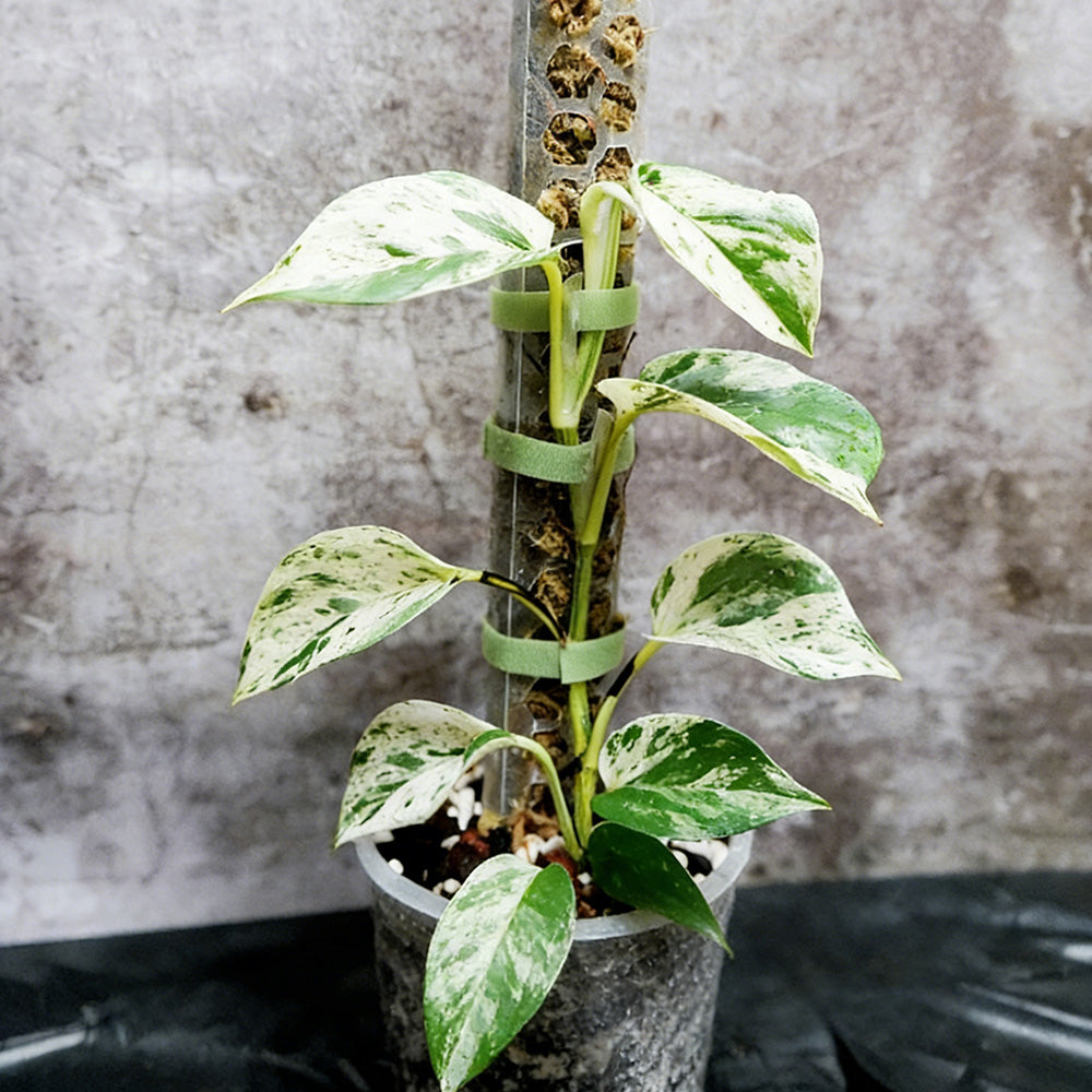 Moss Pole Plant Extension Support Tall Plant Sticks Support for Climbing Plants