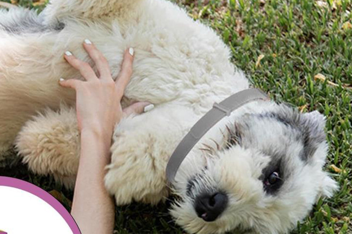 4Pcs Set Calming Collar for Dogs Dog Pheromone Calm Collars Relief Anxiety-Grey