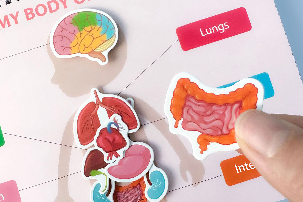 Montessori Busy Book Human Body Anatomy Book Learning Human Body Activities Book
