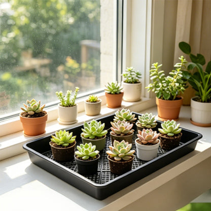 10 Piece 42cm Square Fine Hole Seedling Trays for Propagation