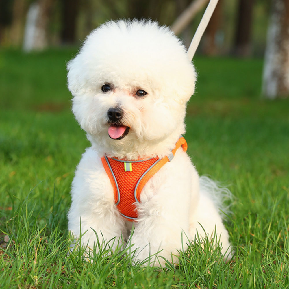 Pet Cat Harness and Leash Set Breathable Vest with Reflective Strip for Kitten Walking Traveling Orange