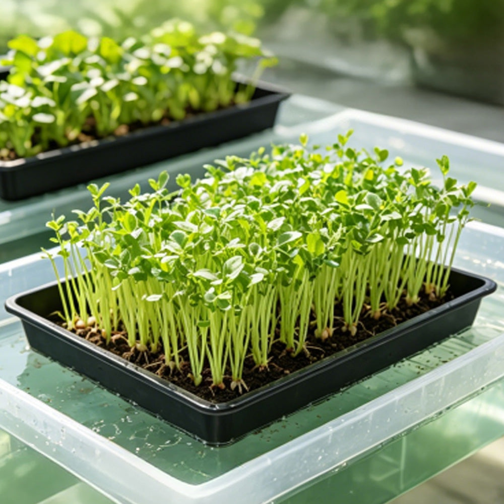 10 Piece 42cm Square Fine Hole Seedling Trays for Propagation