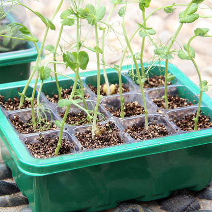 5Pcs Seed Trays 12 Cells Seed Starter Kit for Seeds Growing Starting