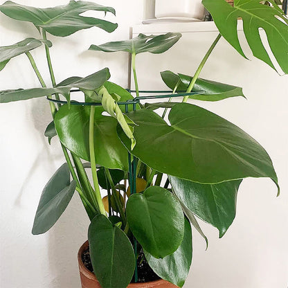 Plant Supports Stakes Set Half Round Metal Garden Stakes for Outdoor Indoor Plants