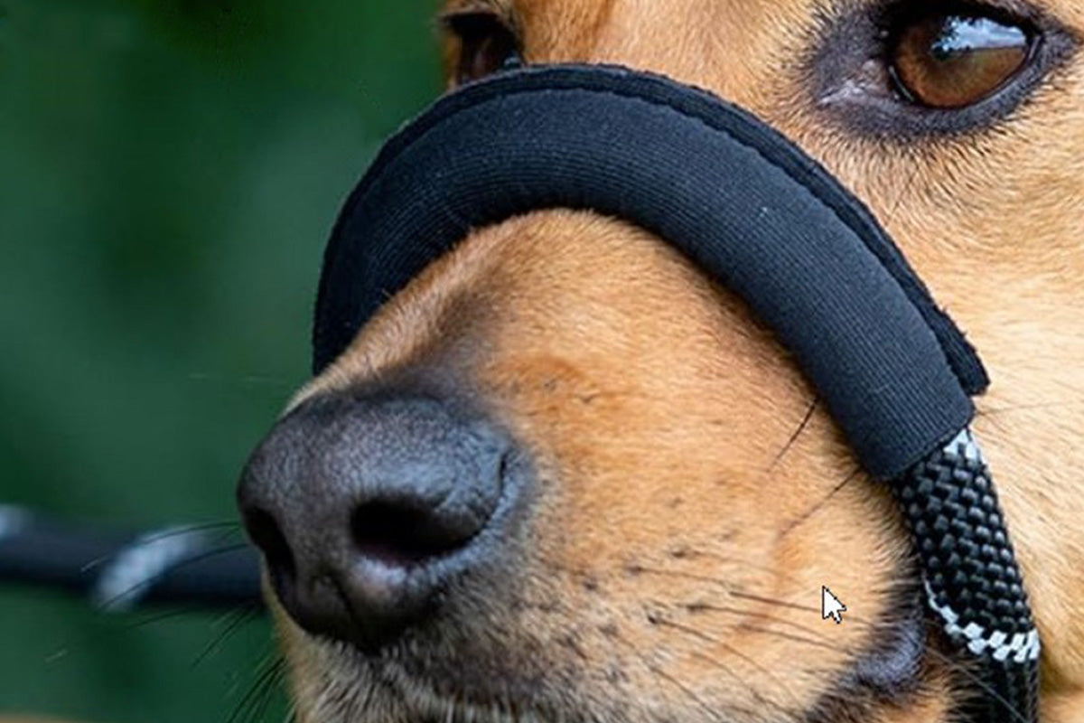 Black Dog Lead with Padded Nose Loop Anti-Pull Training Leash for Medium and Large Dogs