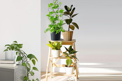 Plant Trellis for Climbing Plants Black Heart Metal Stackable Garden Trellis for Vine Ivy Flower Potted Plants