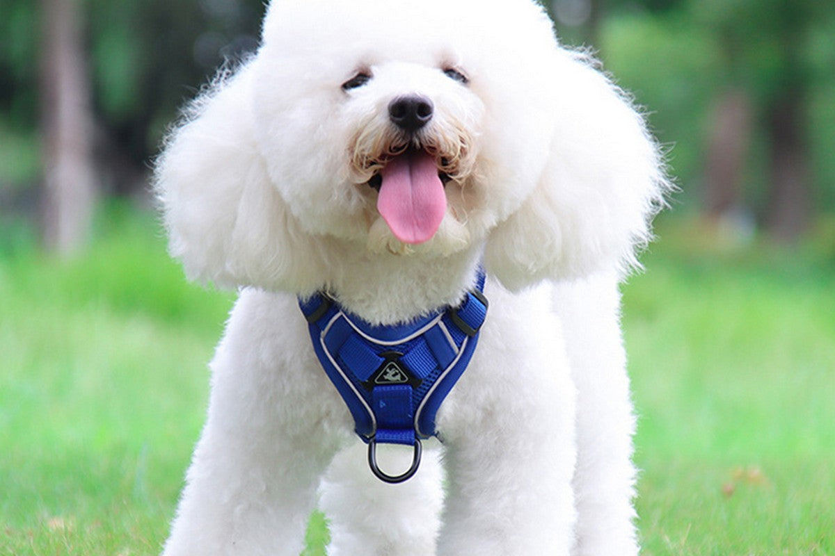 No Pull Dog Harness and Lead Set Puppy Cat Step in Vest Harness Leash