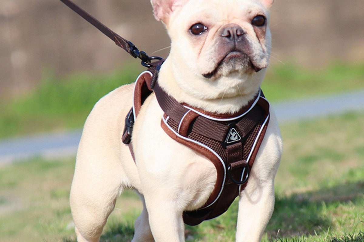 No Pull Dog Harness and Lead Set Puppy Cat Step in Vest Harness Leash