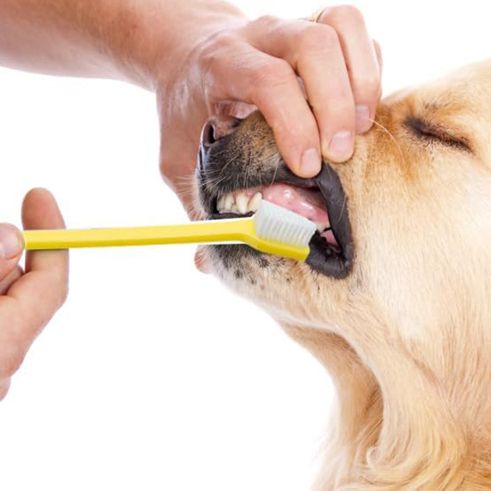 10 Pcs Pet Toothbrush Dual-End Long Handle for Dogs Cats