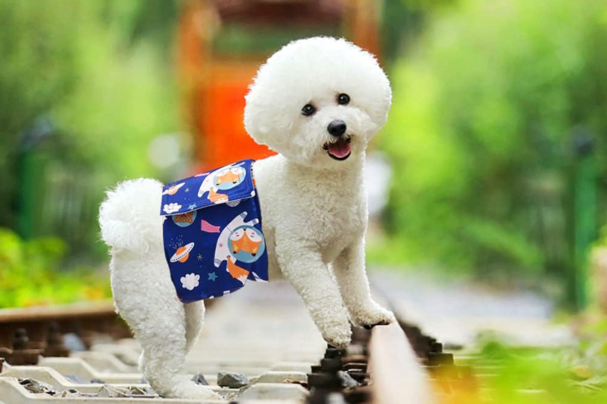 3Pcs Washable Male Dog Diapers with Adjustable Belly Bands