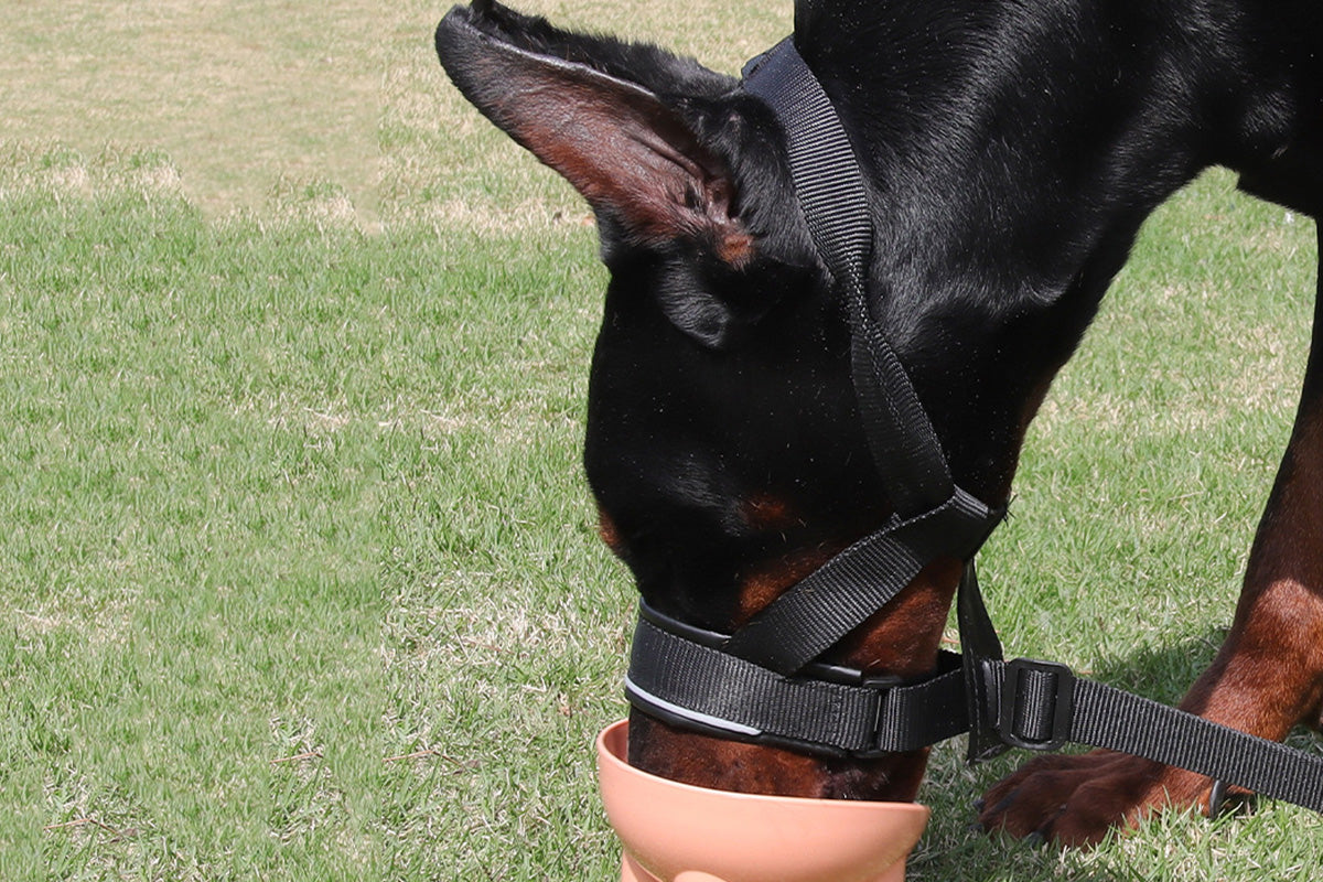 Adjustable Dog Head Collar with Padded Nose Loop for Training