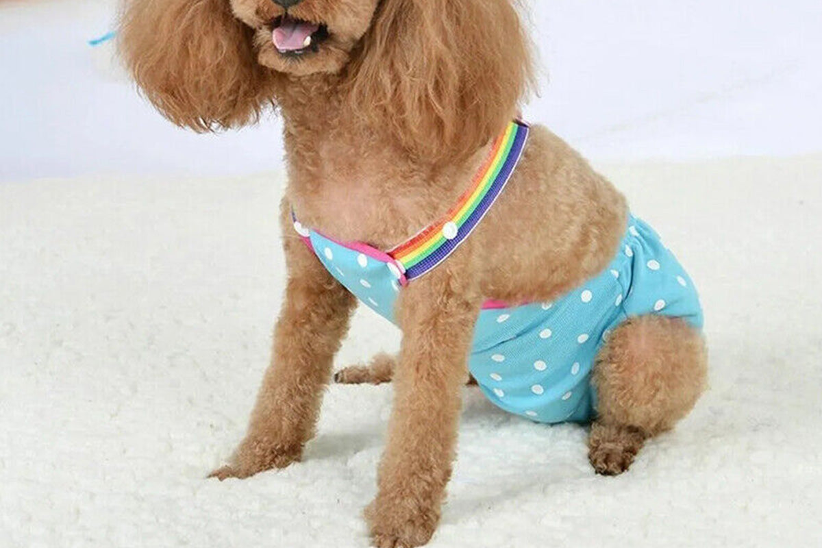 Cute Harness Female Dog Sanitary Pants Reusable Menstrual Diaper-Blue