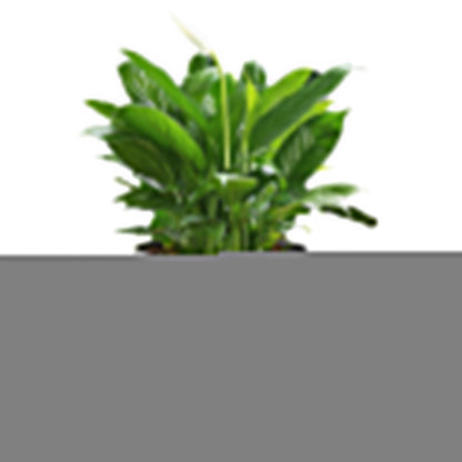Set of 3Pcs Self Watering Planters for Indoor Plants with Drainage Hole Plastic Pots for Flowers Succulents Gray