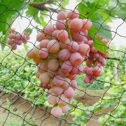 Nylon Bird Netting for Garden Fruit Tree and Crop Protection