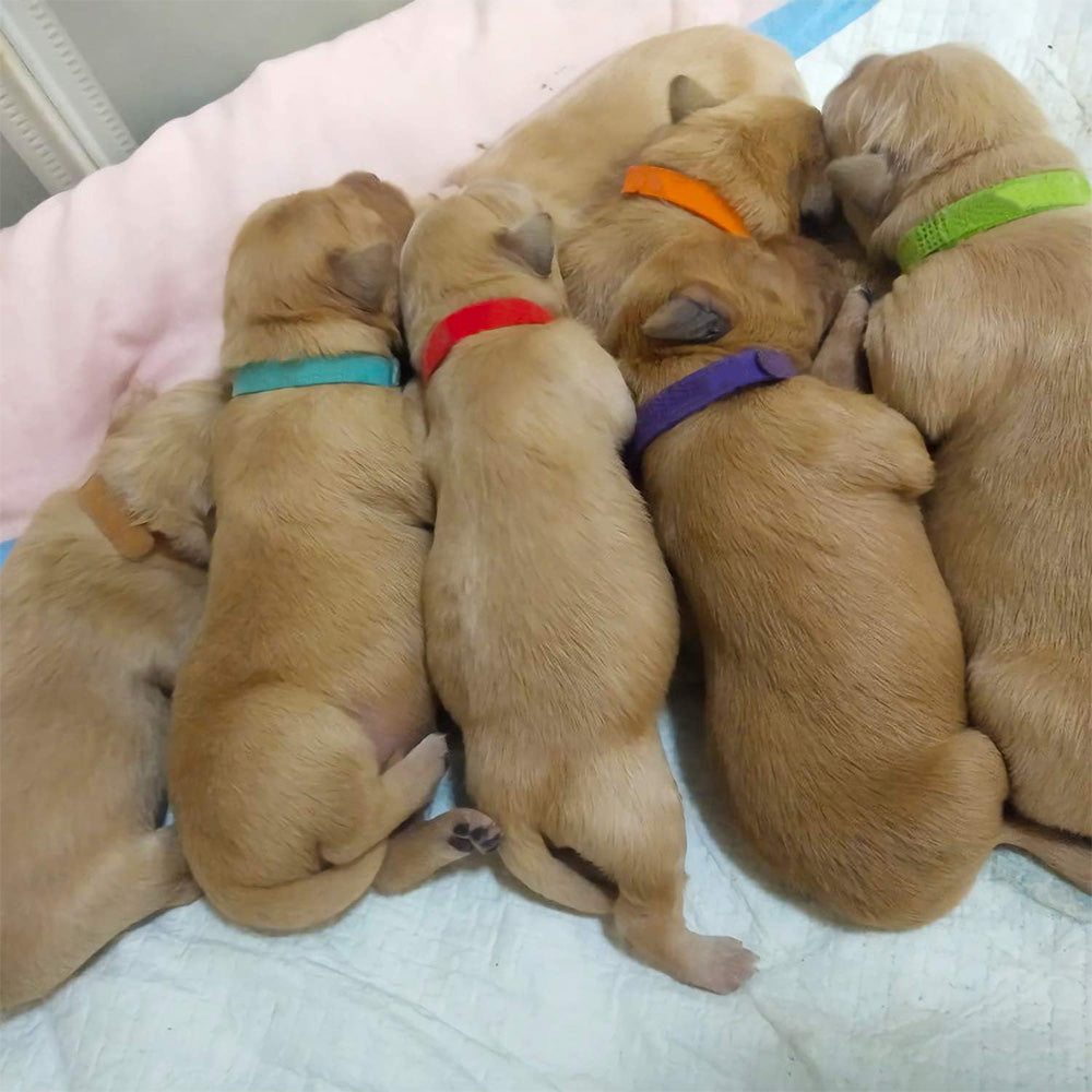 15Pcs Adjustable Nylon Puppy and Kitten Identification Collars