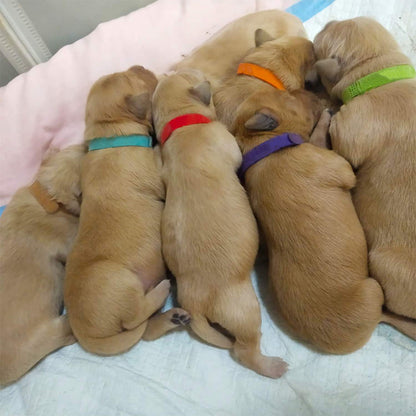 15Pcs Adjustable Nylon Puppy and Kitten Identification Collars