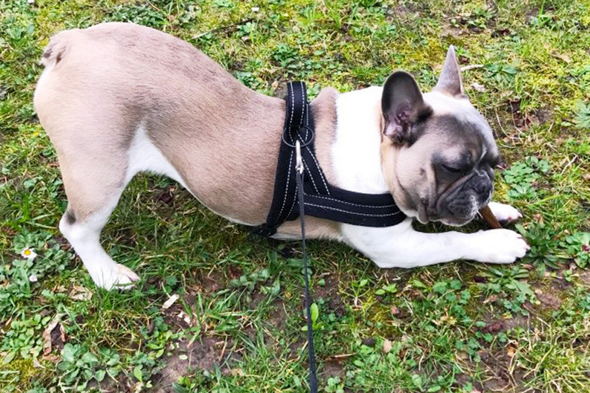 Dog Harness No-Pull Pet Harness with Adjustable Soft Padded Dog Vest-Black