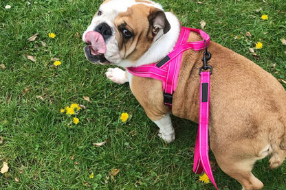 Dog Harness No-Pull Pet Harness with Adjustable Soft Padded Dog Vest-rose Red