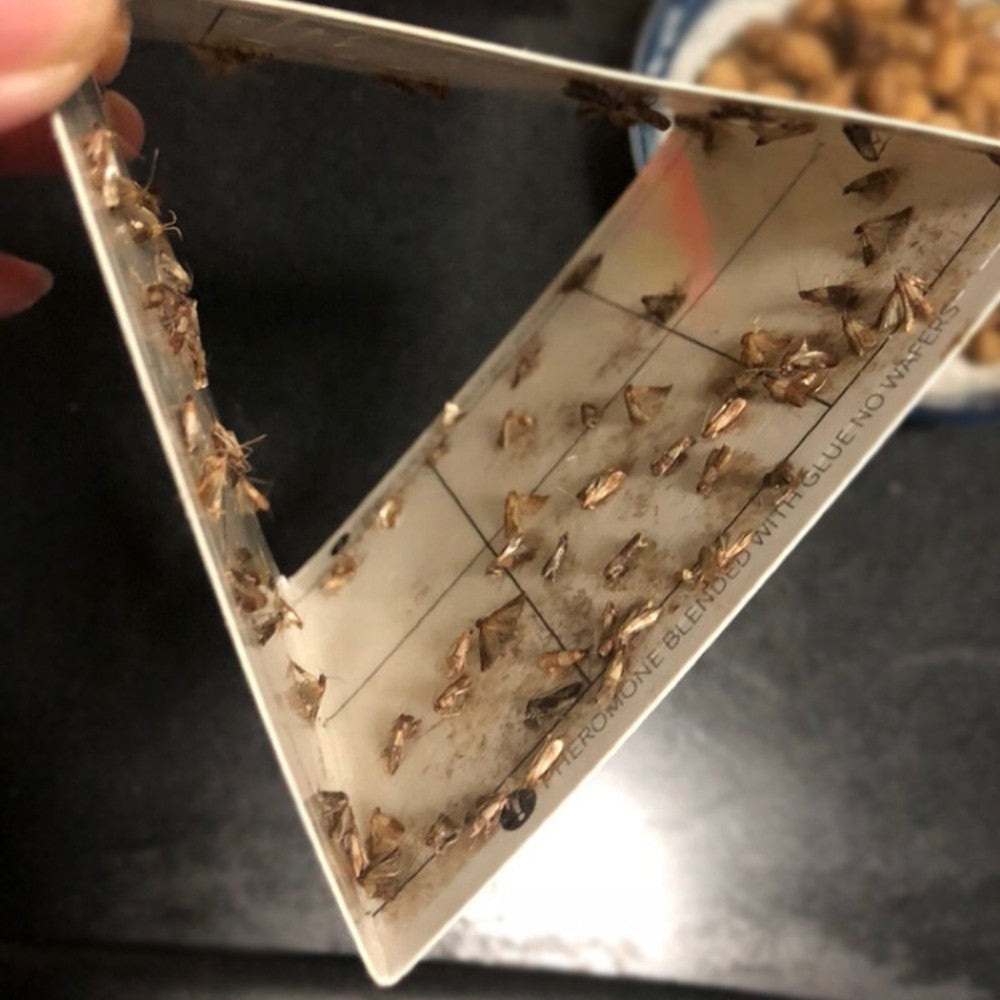 6Pcs Female Pheromone Pantry Moth Traps Pest Control