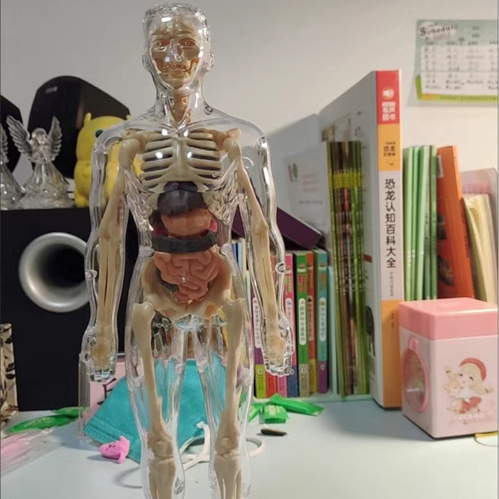 3D Human Body Anatomical Model Educational Assembling Human Body Model Human Skeletal Organ Model Transparent