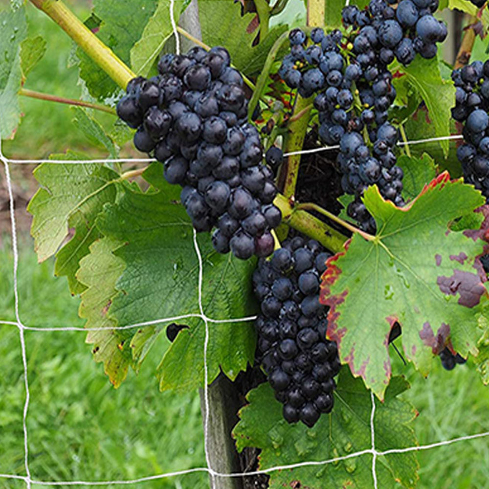 15/30 FT Vegetable Flower Vine Plant Climbing Net Garden Cucumber Trellis Netting