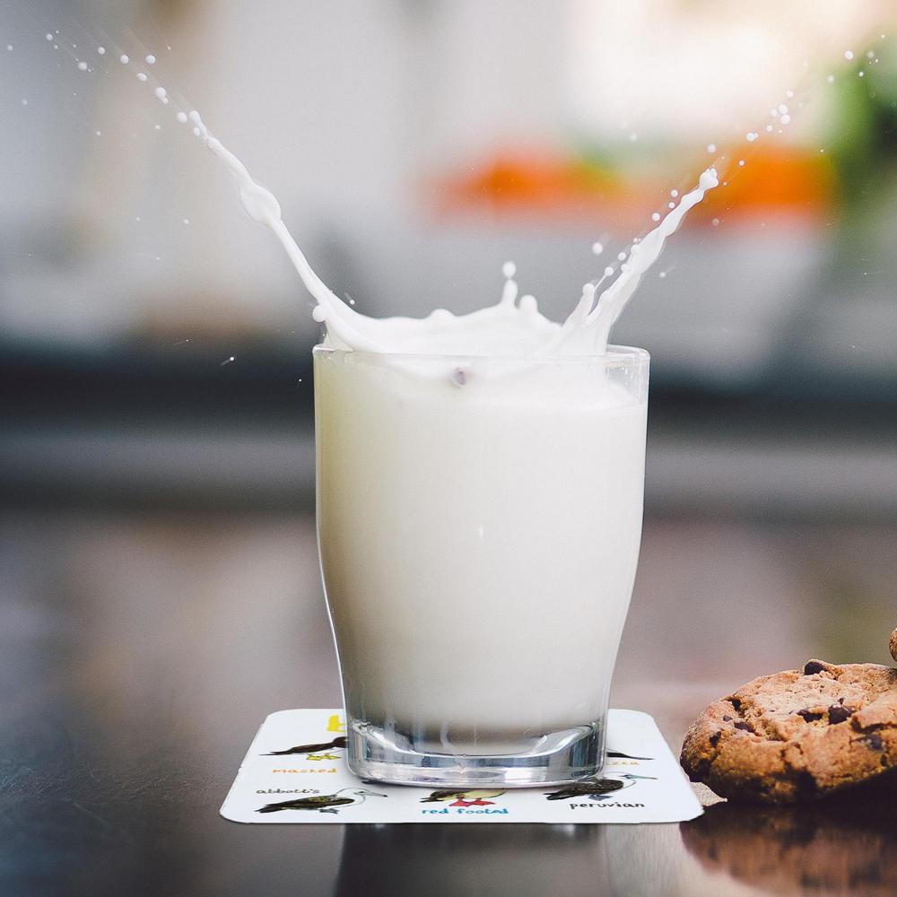 Set of 6Pcs Bird Pun Coasters