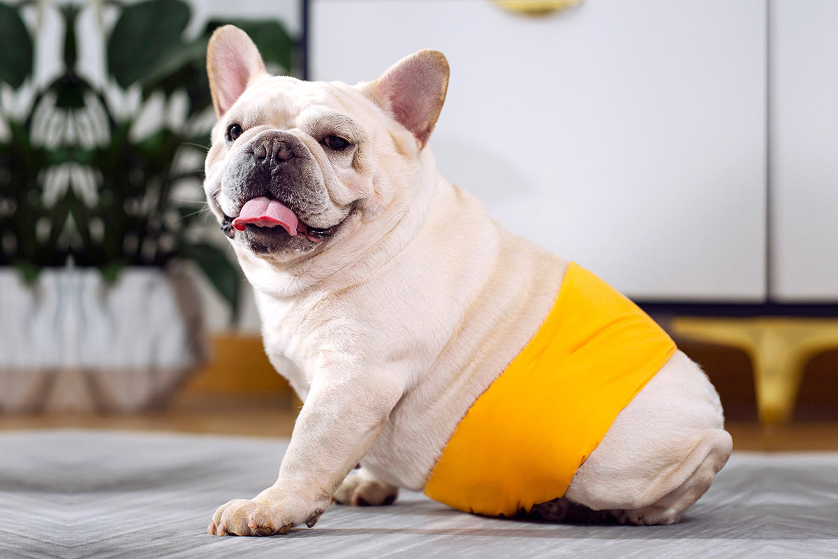 Male Dog Puppy Nappy Diaper Belly Wrap Band Sanitary Pants Underpants
