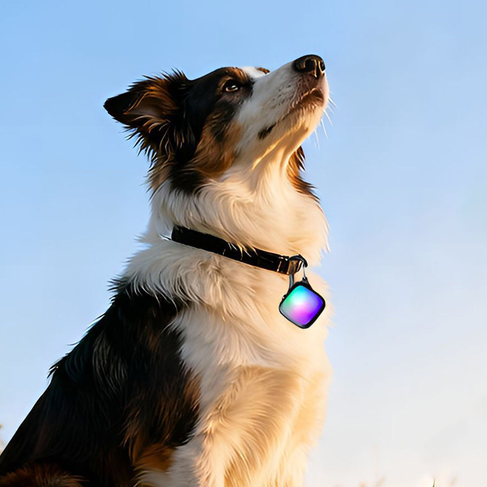 2 Piece LED Clip On Pet Collar Light for Dogs Cats Outdoor Activities